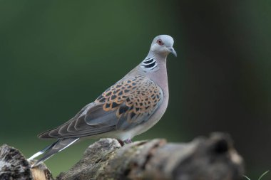Avrupa kaplumbağa güvercini Streptopelia kaplumbağası yakından baktı