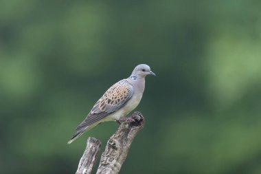 Avrupa kaplumbağa güvercini Streptopelia kaplumbağası yakından baktı