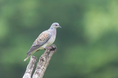 Avrupa kaplumbağa güvercini Streptopelia kaplumbağası yakından baktı