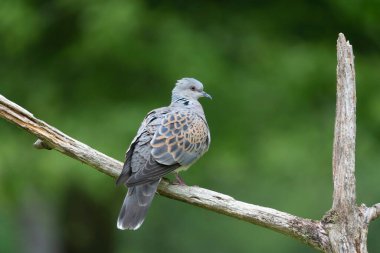 Avrupa kaplumbağa güvercini Streptopelia kaplumbağası yakından baktı