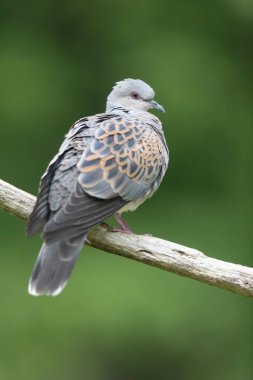 Avrupa kaplumbağa güvercini Streptopelia kaplumbağası yakından baktı