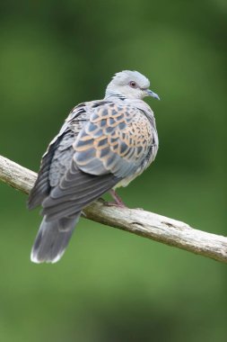 Avrupa kaplumbağa güvercini Streptopelia kaplumbağası yakından baktı