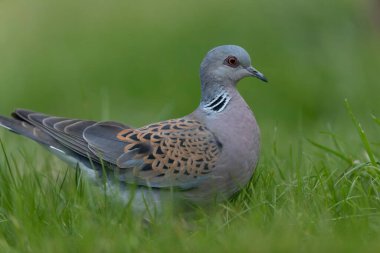 Avrupa kaplumbağa güvercini Streptopelia kaplumbağası yakından baktı