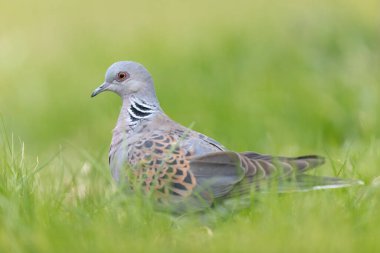 Avrupa kaplumbağa güvercini Streptopelia kaplumbağası yakından baktı