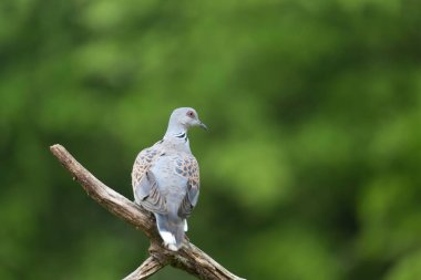Avrupa kaplumbağa güvercini Streptopelia kaplumbağası yakından baktı