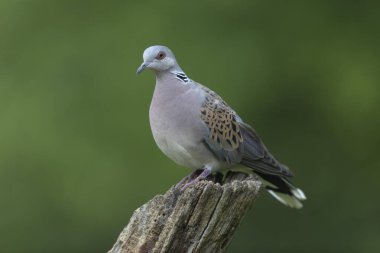 Avrupa kaplumbağa güvercini Streptopelia kaplumbağası yakından baktı