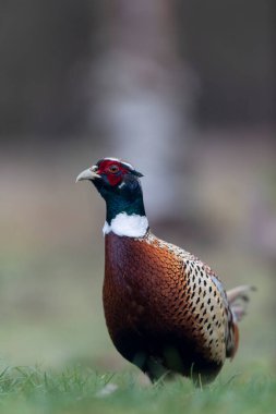 Yakın görüşte yaygın sülün Phasianus colchicus