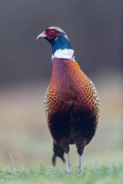 Yakın görüşte yaygın sülün Phasianus colchicus