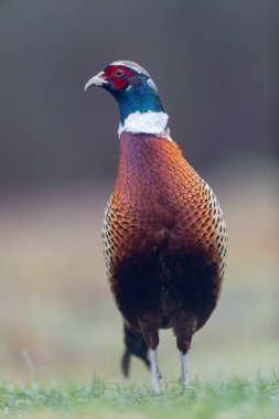 Yakın görüşte yaygın sülün Phasianus colchicus