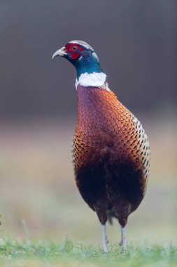 Yakın görüşte yaygın sülün Phasianus colchicus