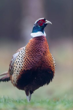 Yakın görüşte yaygın sülün Phasianus colchicus