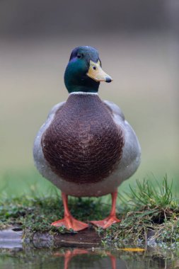 Mallard Anas platyrhynchos yakından görülüyor.