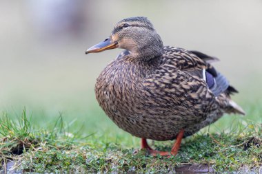 Mallard Anas platyrhynchos yakından görülüyor.