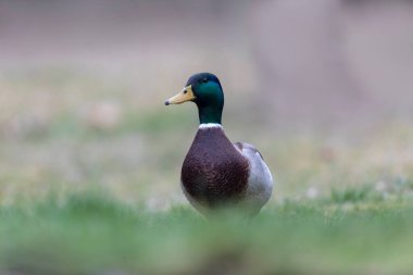 Mallard Anas platyrhynchos yakından görülüyor.