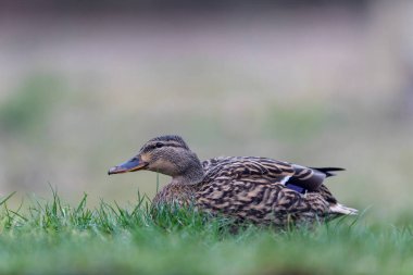 Mallard Anas platyrhynchos yakından görülüyor.