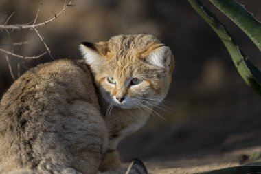 Sand cat Felis margarita in close view clipart