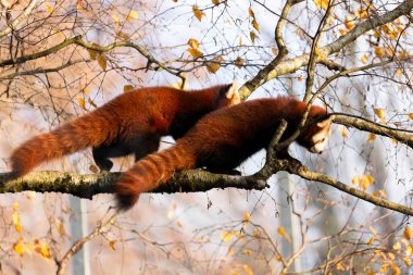 Firefox veya Red Panda veya daha küçük panda Ailurus fulgens yakın görüş