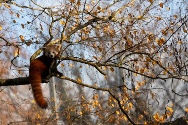 Firefox veya Red Panda veya daha küçük panda Ailurus fulgens yakın görüş