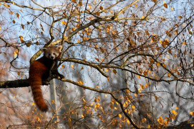 Firefox veya Red Panda veya daha küçük panda Ailurus fulgens yakın görüş