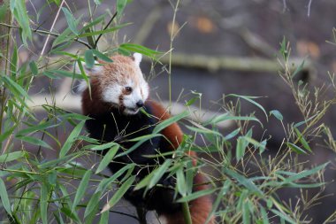 Firefox veya Red Panda veya daha küçük panda Ailurus fulgens yakın görüş