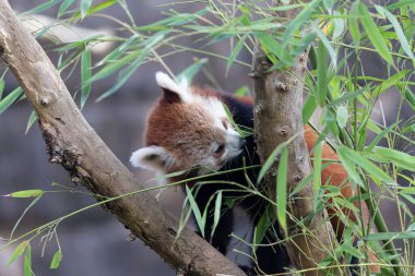 Firefox veya Red Panda veya daha küçük panda Ailurus fulgens yakın görüş