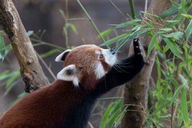 Firefox veya Red Panda veya daha küçük panda Ailurus fulgens yakın görüş