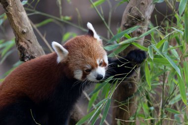Firefox veya Red Panda veya daha küçük panda Ailurus fulgens yakın görüş