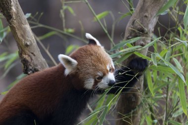 Firefox veya Red Panda veya daha küçük panda Ailurus fulgens yakın görüş