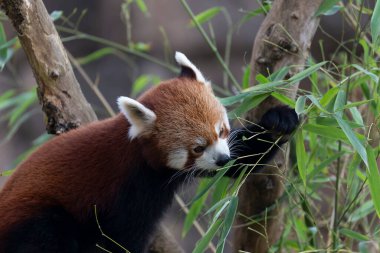 Firefox veya Red Panda veya daha küçük panda Ailurus fulgens yakın görüş