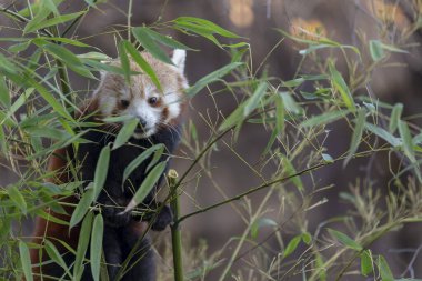 Firefox veya Red Panda veya daha küçük panda Ailurus fulgens yakın görüş