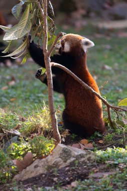 Firefox veya Red Panda veya daha küçük panda Ailurus fulgens yakın görüş