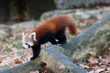 Firefox veya Red Panda veya daha küçük panda Ailurus fulgens yakın görüş
