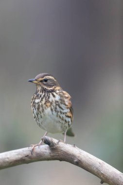 Kırmızı kanat Turdus illiacus, yakın mesafedeki bir dala tünemişti.