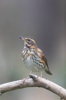 Kırmızı kanat Turdus illiacus, yakın mesafedeki bir dala tünemişti.