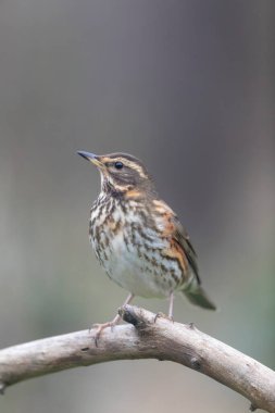 Kırmızı kanat Turdus illiacus, yakın mesafedeki bir dala tünemişti.