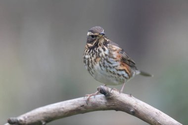 Kırmızı kanat Turdus illiacus, yakın mesafedeki bir dala tünemişti.