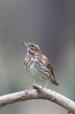 Kırmızı kanat Turdus illiacus, yakın mesafedeki bir dala tünemişti.