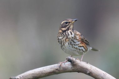 Kırmızı kanat Turdus illiacus, yakın mesafedeki bir dala tünemişti.