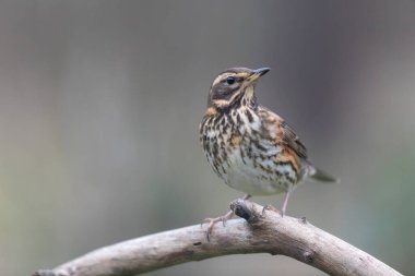 Kırmızı kanat Turdus illiacus, yakın mesafedeki bir dala tünemişti.