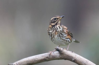 Kırmızı kanat Turdus illiacus, yakın mesafedeki bir dala tünemişti.