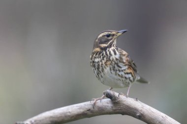 Kırmızı kanat Turdus illiacus, yakın mesafedeki bir dala tünemişti.