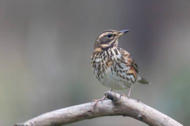 Kırmızı kanat Turdus illiacus, yakın mesafedeki bir dala tünemişti.