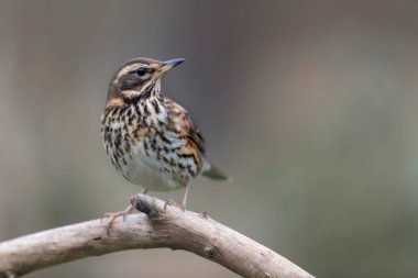 Kırmızı kanat Turdus illiacus, yakın mesafedeki bir dala tünemişti.