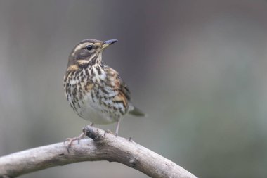 Kırmızı kanat Turdus illiacus, yakın mesafedeki bir dala tünemişti.