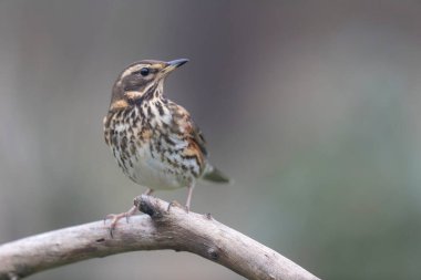 Kırmızı kanat Turdus illiacus, yakın mesafedeki bir dala tünemişti.