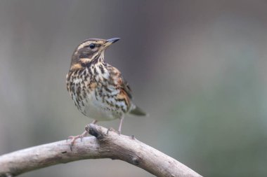 Kırmızı kanat Turdus illiacus, yakın mesafedeki bir dala tünemişti.