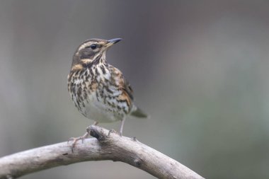 Kırmızı kanat Turdus illiacus, yakın mesafedeki bir dala tünemişti.
