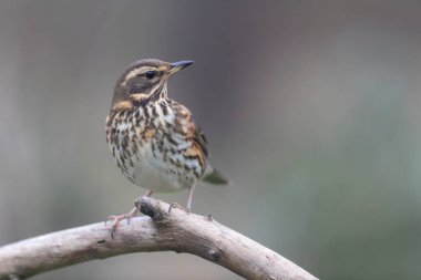Kırmızı kanat Turdus illiacus, yakın mesafedeki bir dala tünemişti.