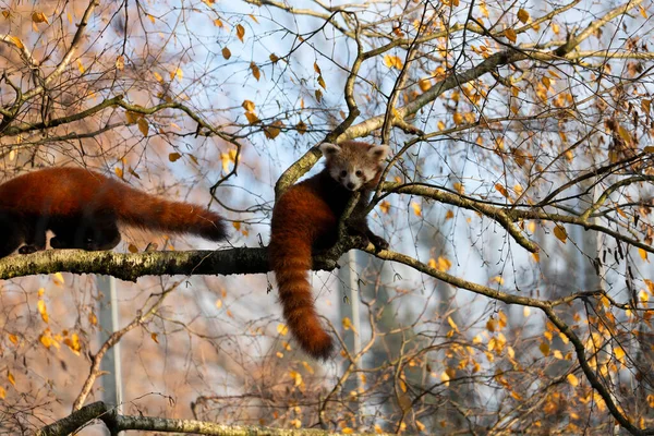 Firefox Red Panda Lesser Panda Ailurus Fulgens Close View — 스톡 사진