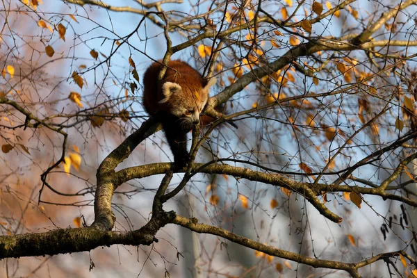 Firefox Red Panda Lesser Panda Ailurus Fulgens Close View — Stock Photo, Image